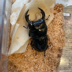 インドアンタエウスオオクワガタの画像