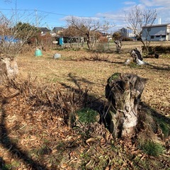 栗の切り株　薪にいかがですか？の画像