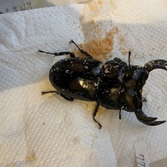 インドアンタエウスオオクワガタの画像