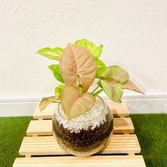 シンゴニウム　ネオン×ライム　２種　観葉植物　ハイドロカルチャー【Ｂ】の画像