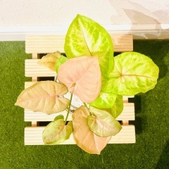 シンゴニウム　ネオン×ライム　２種　観葉植物　ハイドロカルチャー【Ｂ】の画像