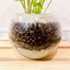 シンゴニウム　ネオン×ライム　２種　観葉植物　ハイドロカルチャー【Ｂ】の画像