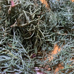 リースやスワッグの材料の画像