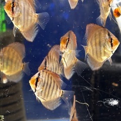 国産ドイツコバルトターコイズ　自家繁殖　4.0センチ〜 1 匹  　大阪市中央区⑥　※地方発送可 の画像