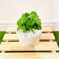 アロマティカス　多肉植物　鉢植え　そのまま飾れる　盆栽風【Ａ】の画像