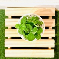 アロマティカス　多肉植物　鉢植え　そのまま飾れる　盆栽風【Ａ】の画像