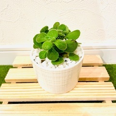 アロマティカス　多肉植物　鉢植え　そのまま飾れる　盆栽風【Ａ】の画像