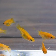 紅帝半ダルマの画像