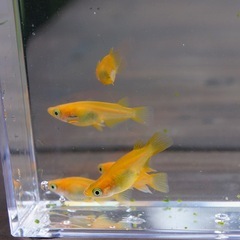 紅帝半ダルマの画像