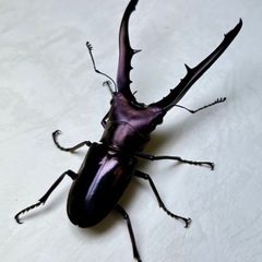 パープル系メタリフェルホソアカクワガタ成虫ペアの画像