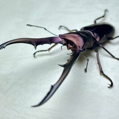 パープル系メタリフェルホソアカクワガタ成虫ペアの画像