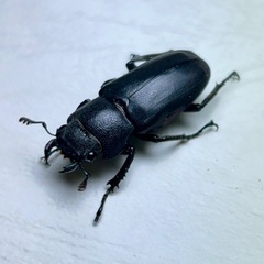 パープル系メタリフェルホソアカクワガタ成虫ペアの画像