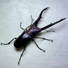 青紫系メタリフェルホソアカクワガタ成虫ペアの画像