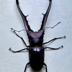 青紫系メタリフェルホソアカクワガタ成虫ペアの画像