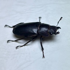 青紫系メタリフェルホソアカクワガタ成虫ペアの画像