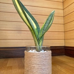 観葉植物(希少品種) サンセベリアマッソニアーナとガラス製鉢カバーの画像