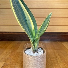 観葉植物(希少品種) サンセベリアマッソニアーナとガラス製鉢カバーの画像