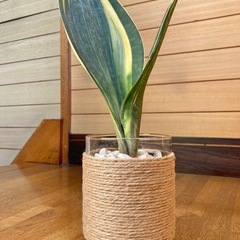観葉植物(希少品種) サンセベリアマッソニアーナとガラス製鉢カバーの画像