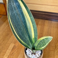 観葉植物(希少品種) サンセベリアマッソニアーナとガラス製鉢カバーの画像