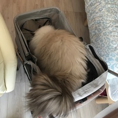 ペット用カートの画像