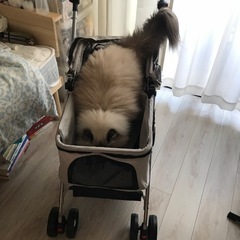 ペット用カートの画像