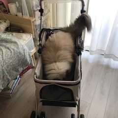ペット用カートの画像