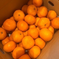 みかんの画像