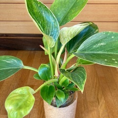 観葉植物　フィロデンドロンバーキンとガラス製鉢カバーの画像