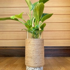 観葉植物　フィロデンドロンバーキンとガラス製鉢カバーの画像