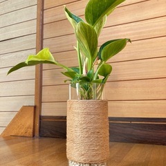 観葉植物　フィロデンドロンバーキンとガラス製鉢カバーの画像