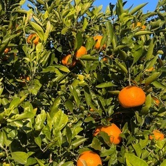 無農薬　みかんとポンカンセット　3キロ1500円の画像