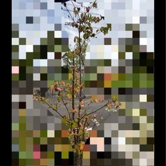 【無料】ヤマボウシ、シルバープリペット、エレガンテシマ、ヒイラギの画像