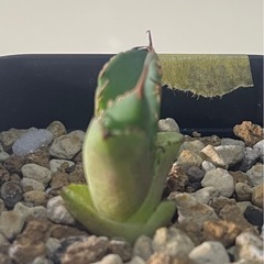 アガベ　チタノタ ハデスの画像