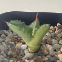 アガベ　チタノタ ハデスの画像