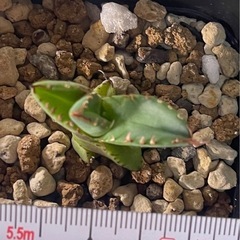 アガベ　チタノタ ハデスの画像