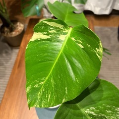 モンステラ斑入り　セブブルー　観葉植物の画像