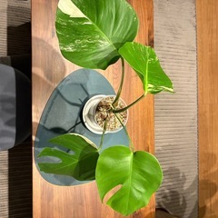 モンステラ斑入り　セブブルー　観葉植物の画像