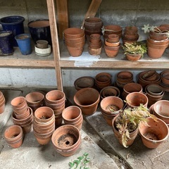 植木鉢各種お譲りしますの画像