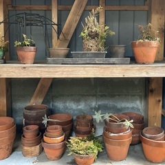 植木鉢各種お譲りしますの画像