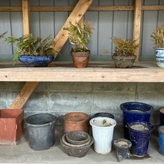 植木鉢各種お譲りしますの画像
