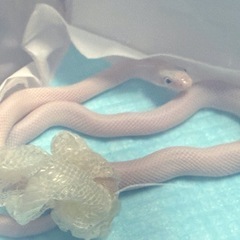 白蛇の抜け殻の画像