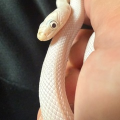 白蛇の抜け殻の画像