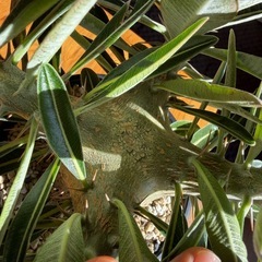 パキポディウム　カクチペスの画像