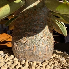 パキポディウム　カクチペスの画像