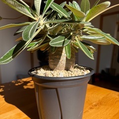 パキポディウム　カクチペスの画像