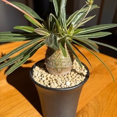 パキポディウム　グラキリスの画像