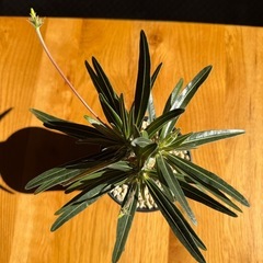 パキポディウム　グラキリスの画像