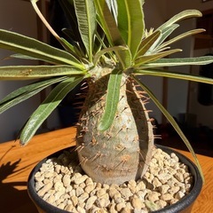 パキポディウム　グラキリスの画像