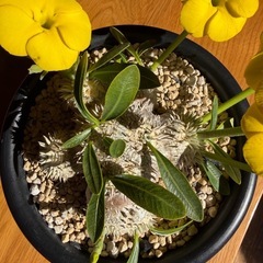 ①　パキポディウム　恵比寿大黒の画像