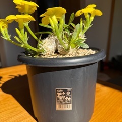 ①　パキポディウム　恵比寿大黒の画像